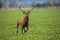 Alert red deer stag approaching on green agricultural field from front view