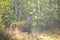 Alert red deer stag facing camera on a meadow near forest in summer nature