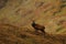 Alert Red Deer Stag standing on hillside in Highlands of Scotland