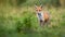 Alert red fox looking on a green glade in summer with copy space