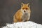 Alert red fox looking on meadow in winter nature.