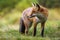 Alert red fox standing on grassland in summer nature