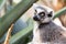 Alert ring-tailed lemur