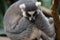 Alert ring-tailed lemur