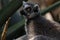 Alert ring-tailed lemur
