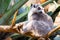 Alert ring-tailed lemur