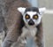 Alert ring tailed lemur with striking yellow eyes