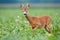 Alert roe deer buck approaching on a green field with wildflowers around.