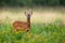 Alert roe deer buck blind on one eye looking into camera on green summer meadow