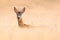 Alert roe deer buck hiding on a grain field and looking into camera in summer