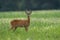 Alert roe deer buck watching on meadow in summer nature.