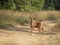 Alert Sambar Deer Fawn crossing the road at Tadoba Andhari Tiger Reserve,Chandrapur,Maharashtra,India