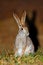 Alert scrub hare - South Africa