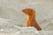 An alert slender mongoose emerging from den, South Africa