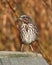 Alert song sparrow