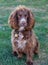 An alert spaniel waiting to go