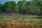 Alert Spotted deer herd after an alarm call by a sambar deer in rajbaug lake at Ranthambore