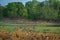 Alert Spotted deer herd after an alarm call by a sambar deer in rajbaug lake at Ranthambore