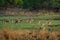 Alert Spotted deer herd after an alarm call by a sambar deer in rajbaug lake at Ranthambore