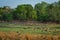 Alert Spotted deer herd after an alarm call by a sambar deer in rajbaug lake at Ranthambore