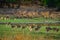 Alert Spotted deer herd after an alarm call by a sambar deer in rajbaug lake at Ranthambore