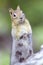 Alert and standing Golden Mantle Squirrel with green bokeh 