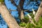 Alert sulfur crested cockatoos in a tree