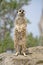 Alert Suricate