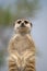 Alert Suricate