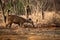 An alert tail up sambar deer or Rusa unicolor portrait in a beautiful light at ranthambore