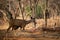 An alert tail up sambar deer or Rusa unicolor portrait in a beautiful light at ranthambore