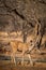 An alert tail up sambar deer or Rusa unicolor portrait in a beautiful light at ranthambore