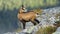 Alert tatra chamois standing on rocky horizon in mountains and looking behind