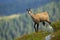 Alert tatra chamois walking on peak of hill in summer mountains