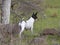 Alert Toy Fox Terrier in Patrolling His Ranch