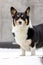 Alert tri-colored Pembroke Welsh Corgi standing outside on a snowy covered patio.