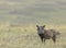 Alert Warthog in dry grassland at Masai Mara, Kenya,