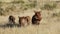 Alert warthogs in natural habitat