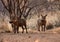 Alert Warthogs Under Bushveld Trees