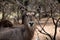 Alert Waterbuck Listening