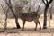 Alert Waterbuck Listening