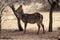 Alert Waterbuck Listening