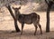 Alert Waterbuck Listening