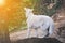 Alert white Siberian Husky dog outdoors on a mountain