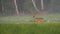 Alert white-tailed deer stag looking on meadow in summer nature with copy space