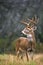 Alert Whitetail Buck