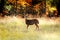 An Alert Whitetail Deer