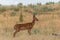 Alert Whitetail Deer Fawn