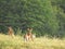 Alert whitetail doe deer protects fawns in field