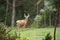 Alert Wild Deer with antlers at edge of forest